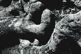 Eszter Erdélyi - Sila (základné školy)