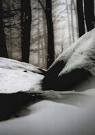 Ethan Best - Spozahoria (základné školy, Cena Združenia zamestnávateľov lesného hospodárstva na Slovensku)