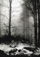 Ethan Best - Stratený (základné školy, Cena Združenia zamestnávateľov lesného hospodárstva na Slovensku)