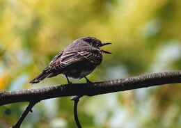 Katarína Majdlenová - Muchár sivý 1 (základné školy)