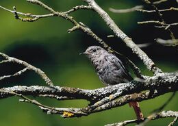 Katarína Majdlenová - Žltochvost domový (základné školy)