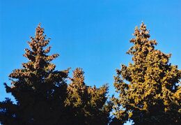 Kristína Roháriková - Traja bratia (základné školy)