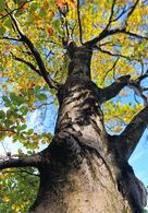 Oliver Groh - Intimita (stredné školy, 1. cena)