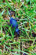 Philip Michael Haško - Bystruška vráskavá (základné školy)