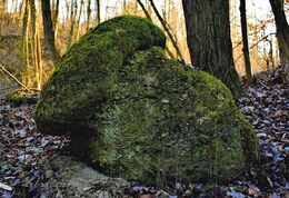 Radoslav Rohárik - Hríb kamenný (základné školy)