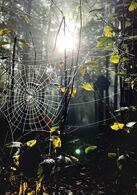 Saša Šomská - Pavučina snov (stredné školy)