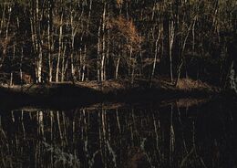 Tereza Kamenská - Stromový muž (základné školy)