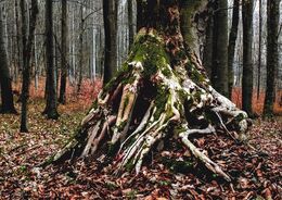 Viliam Majdlen - Srdce lesa (základné školy, 1. cena)