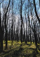 Júlia Černáková - Stromy v oblakoch (základné školy)