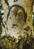 Alexandra Chudá - Aj strom má oči (stredné školy, 1. cena)