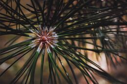 Eszter Erdélyi - Lesná hviezda (základné školy)