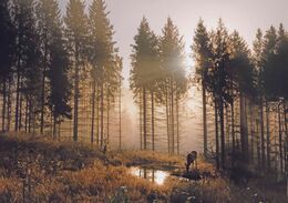 Pavol Hanzel - Prebúdzanie lesa (stredné školy, 2. cena)