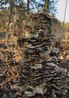 Maxim Lemiasheuski - Elektrická hudba (základné školy, 2. cena)