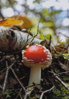 Nina Medvecová - Muchotrávka (stredné školy)