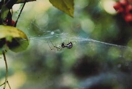 Silvia Polakovičová - Pavúčia sieť (stredné školy)