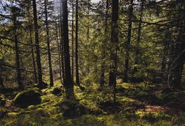 Kristína Roháriková - Zeleň pre dušu (základné školy)