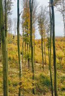 Viktória Španárová - Jeseň v lese (stredné školy)