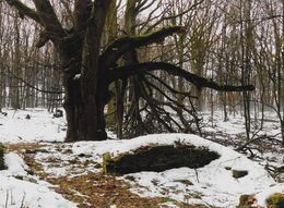 Alex Vaľko - Les v decembri (základné školy)