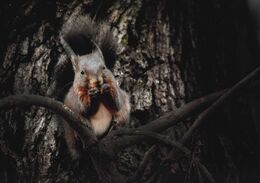 Kristián Živčic - Honba za orechmi (stredné školy, Uznanie)