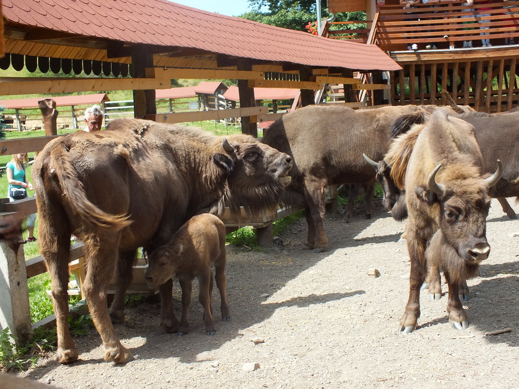 LNCH Zubria obora Obrázok LNCH zubria obora