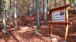 LNCH_Malych_netopierov_5