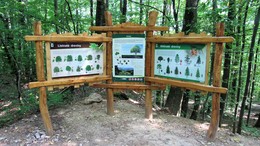 LNCH_Malych_netopierov_8