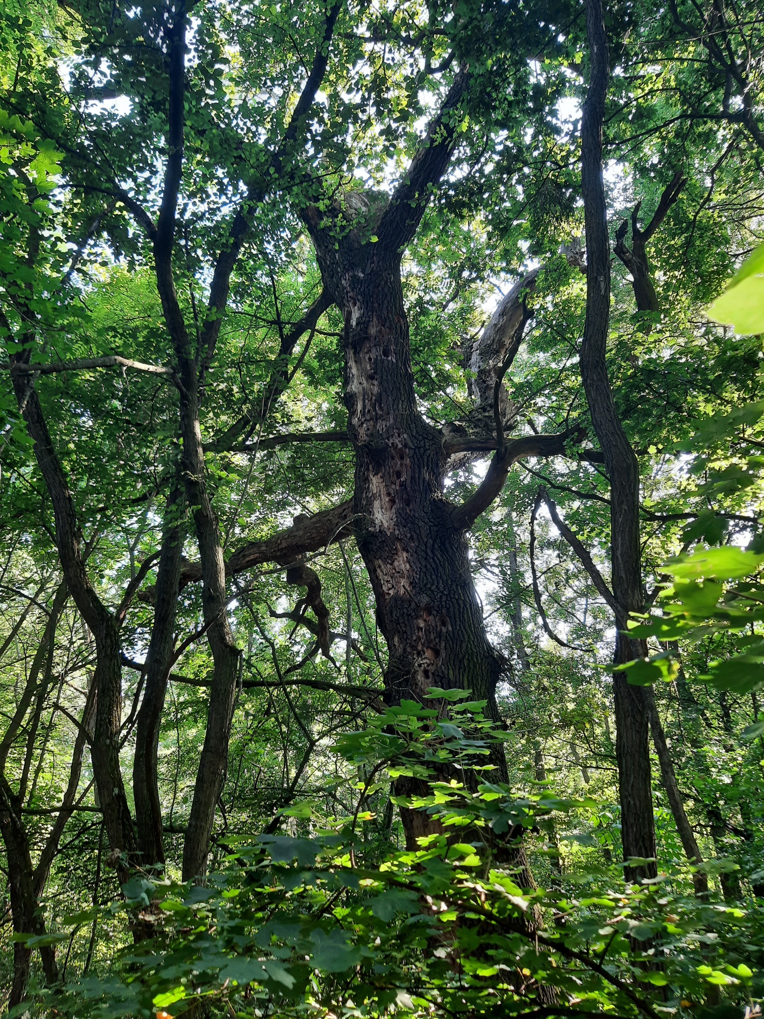 Starý dub ponechaný na dožitie.