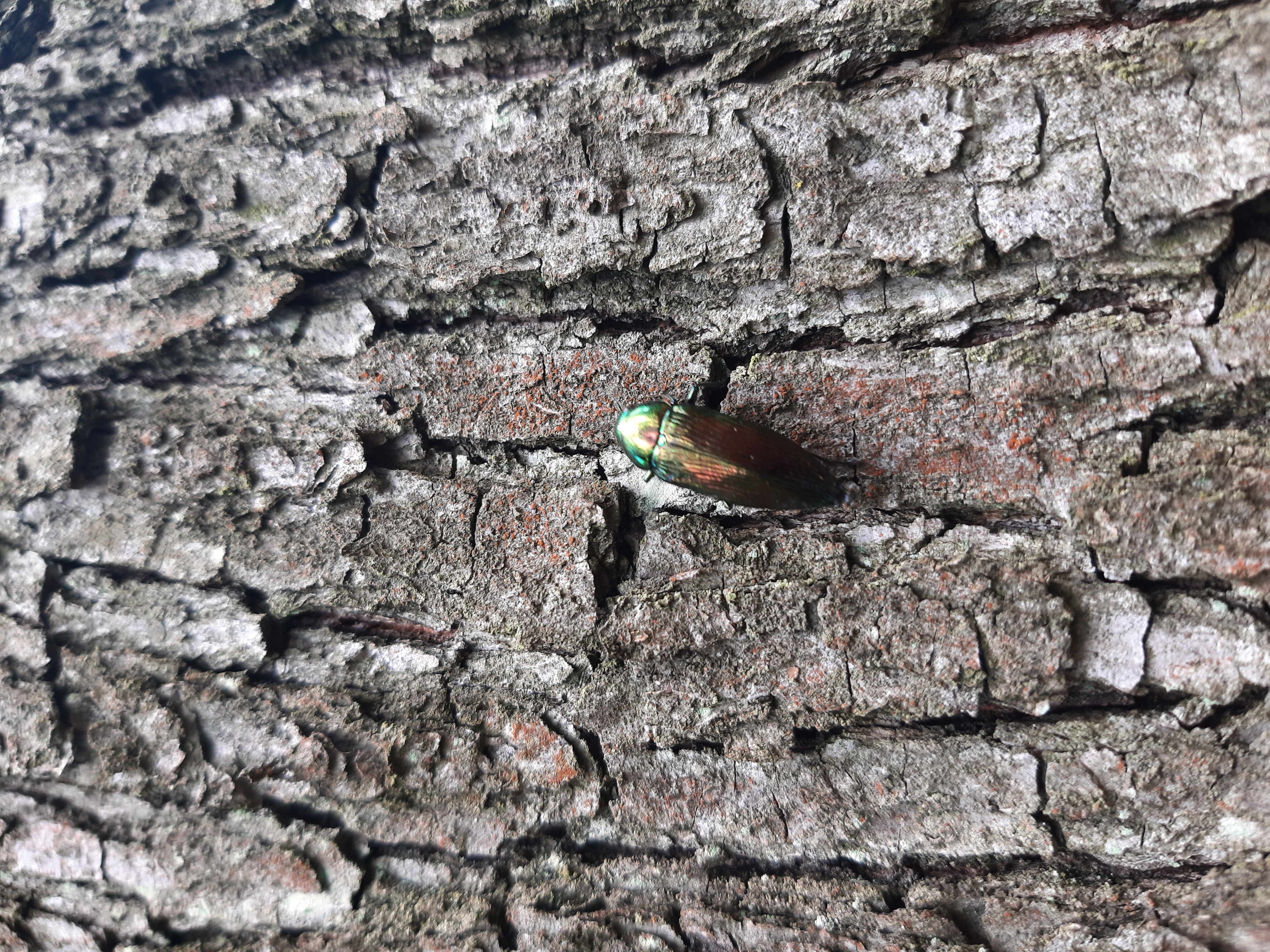 Vzácny chránený druh Krasoň dubový ( Eurythyrea quercus)