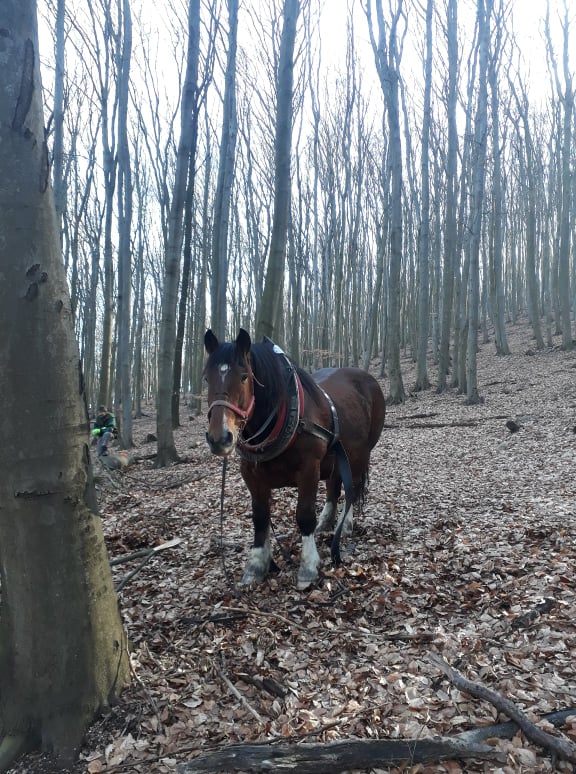 Šetrné približovanie koňmi v Bratislave