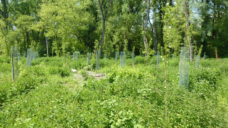 topoľ šľachtený - nová výsadba