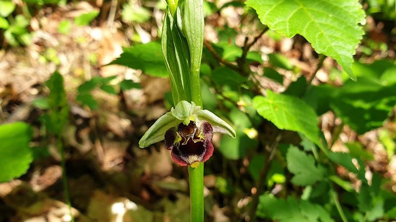 20190508 095703x | WebJET CMS