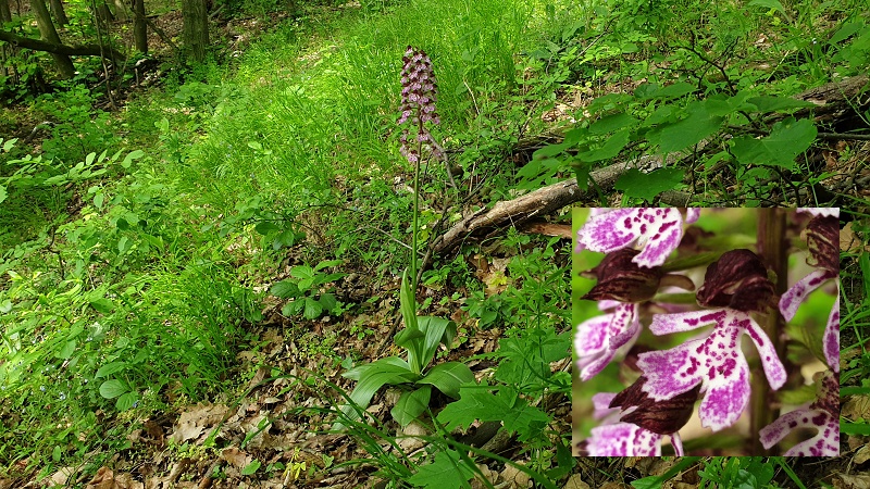 20190508 101304x | WebJET CMS