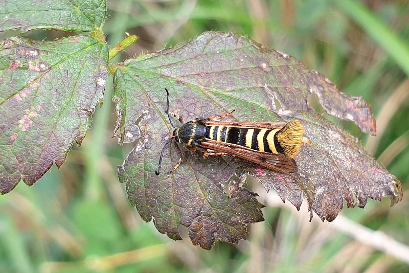 20200816 162756 podobnik2 | WebJET CMS