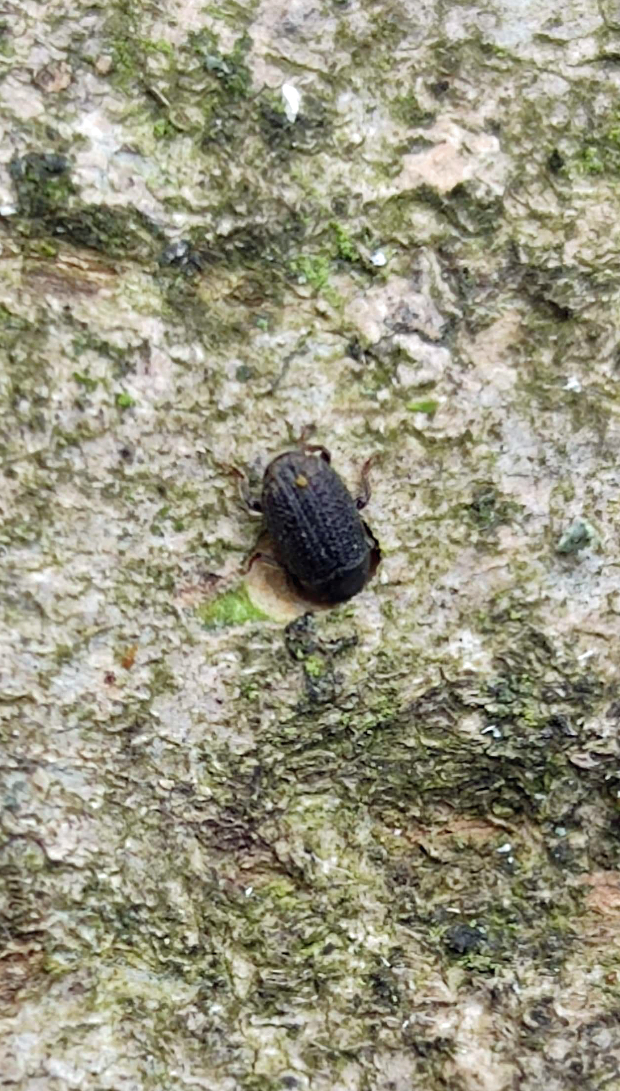 Lykokaz zrnitý – Hylesinus crenatus hĺbi snubnú komôrku v jaseňovom lapáku