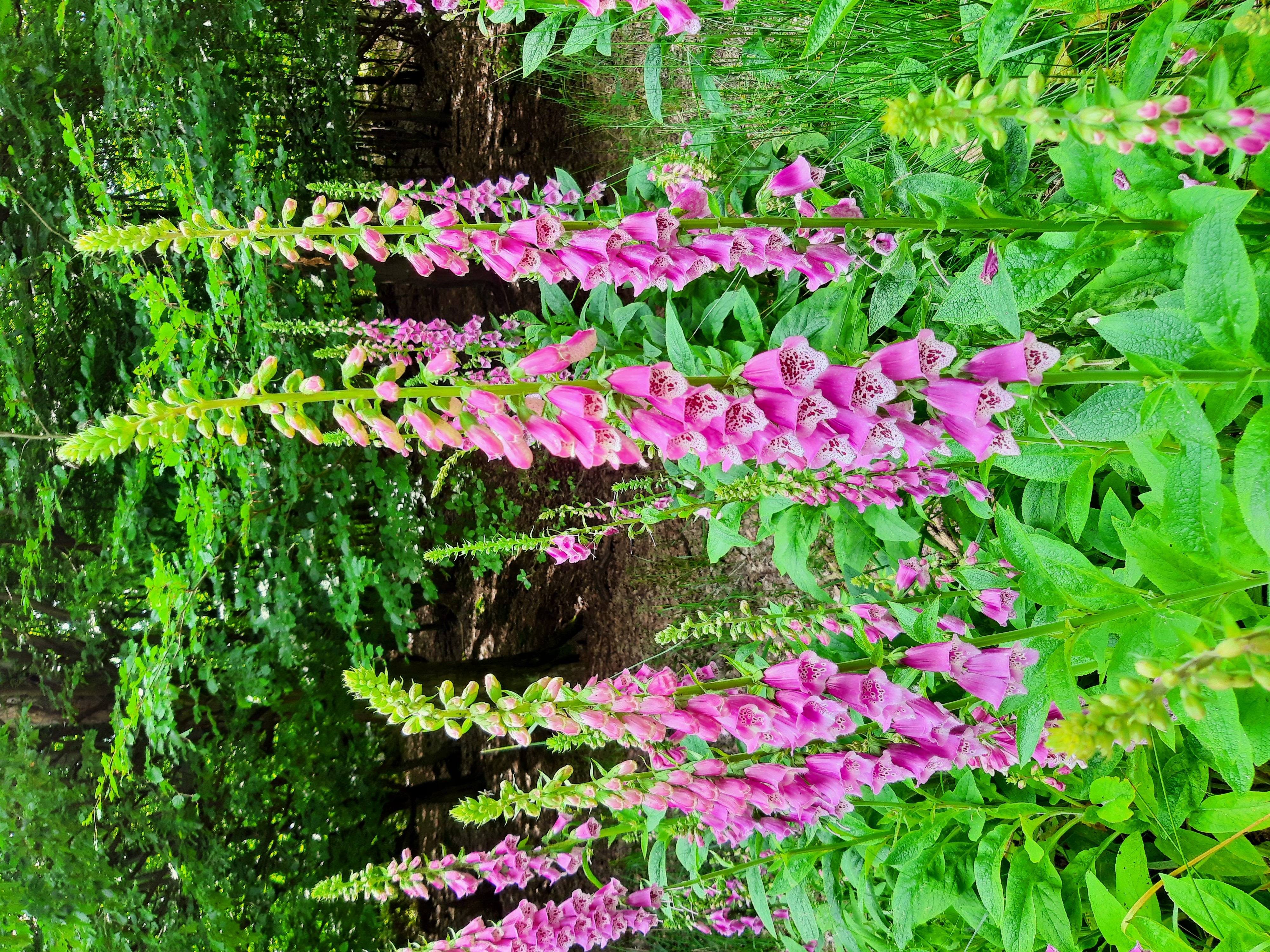 naprstnik cerveny | WebJET CMS Náprstník červený, Digitalis purpurea