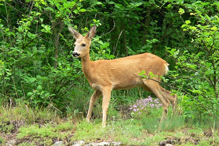 130525 nch5 | WebJET CMS