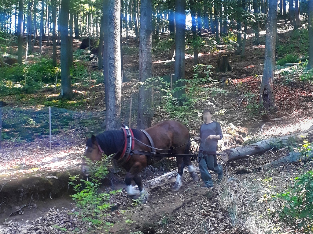 Približovanie dreva koňom. Je bez hluku strojov a šetrný spôsob prírode blízkeho obhospodarovania lesa. 