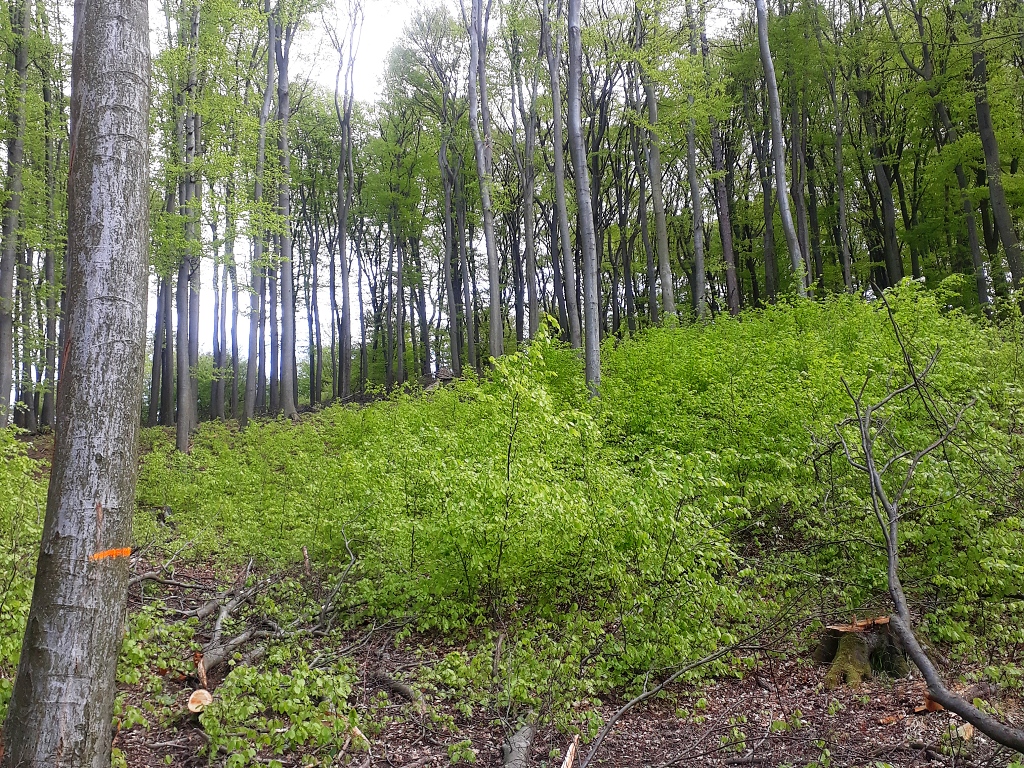  Prirodzené zmladenie v lesnom poraste