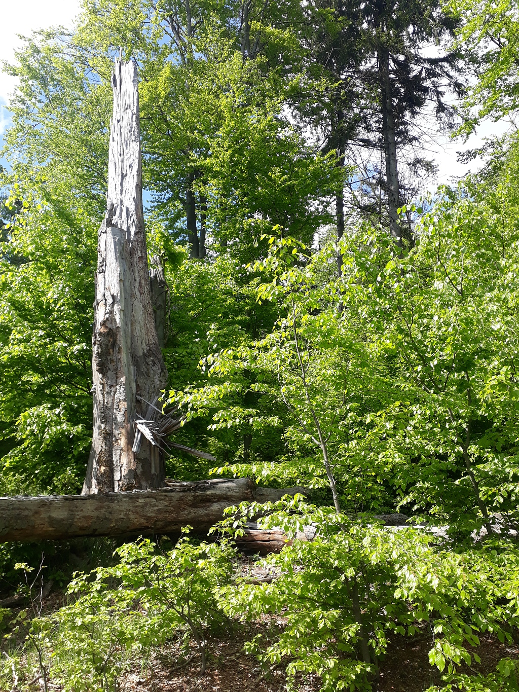 20210516 152705 knur2 | WebJET CMS Prirodzené zmladenie a mŕtve drevo. Prírode blízke hospodárenie v lese. Časť drevnej hmoty (vyprodukovanej biomasy) sa vracia do pôdy.