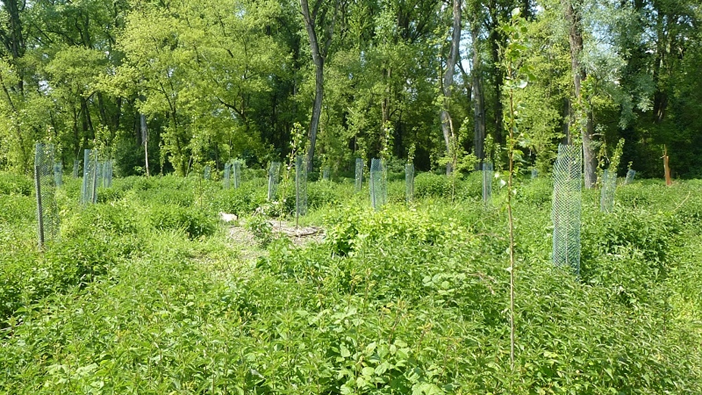 topols3r | WebJET CMS Plocha vysadená sadenicami topoľa hĺbkovou sadbou a vykonaná individuálna ochrana proti ohryzu zvero