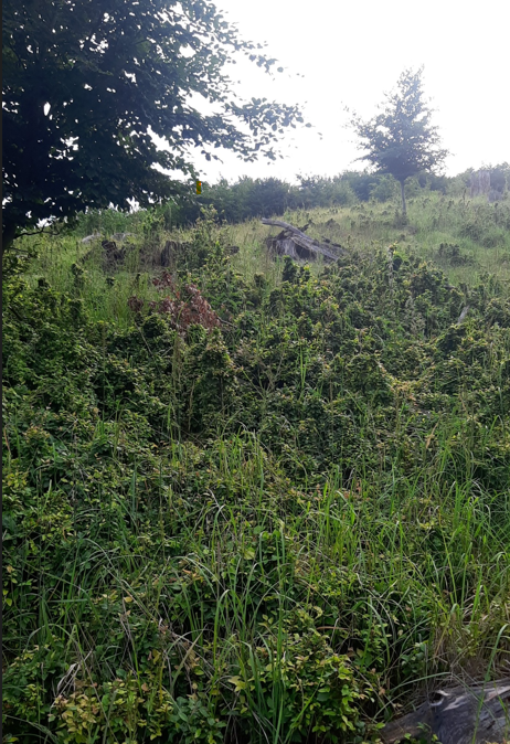 Premnožená raticová zver zabraňuje odrastaniu mladých lesných porastov.