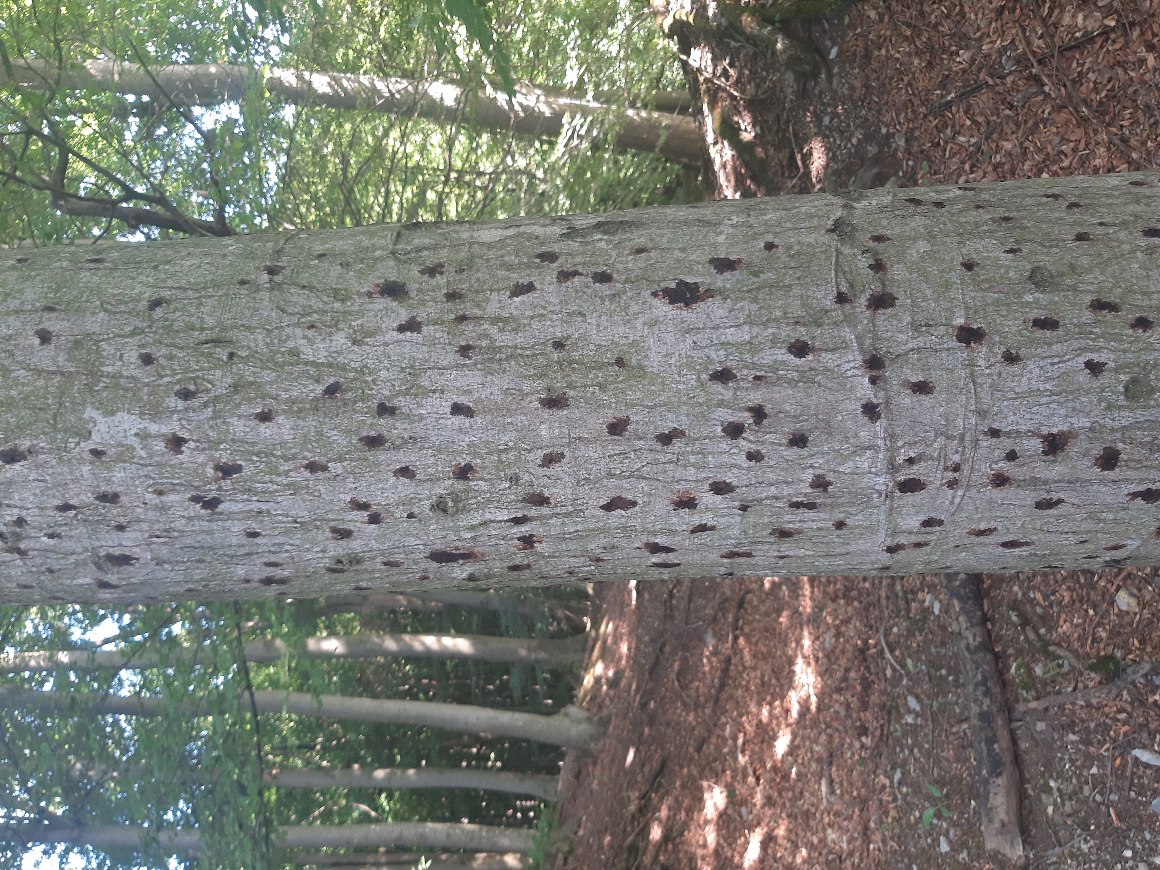 Buk napadnutý lykožrútom bukovým (Taphrorychus bicolor)