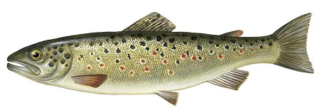 Pstruh potočný pstruh potočný