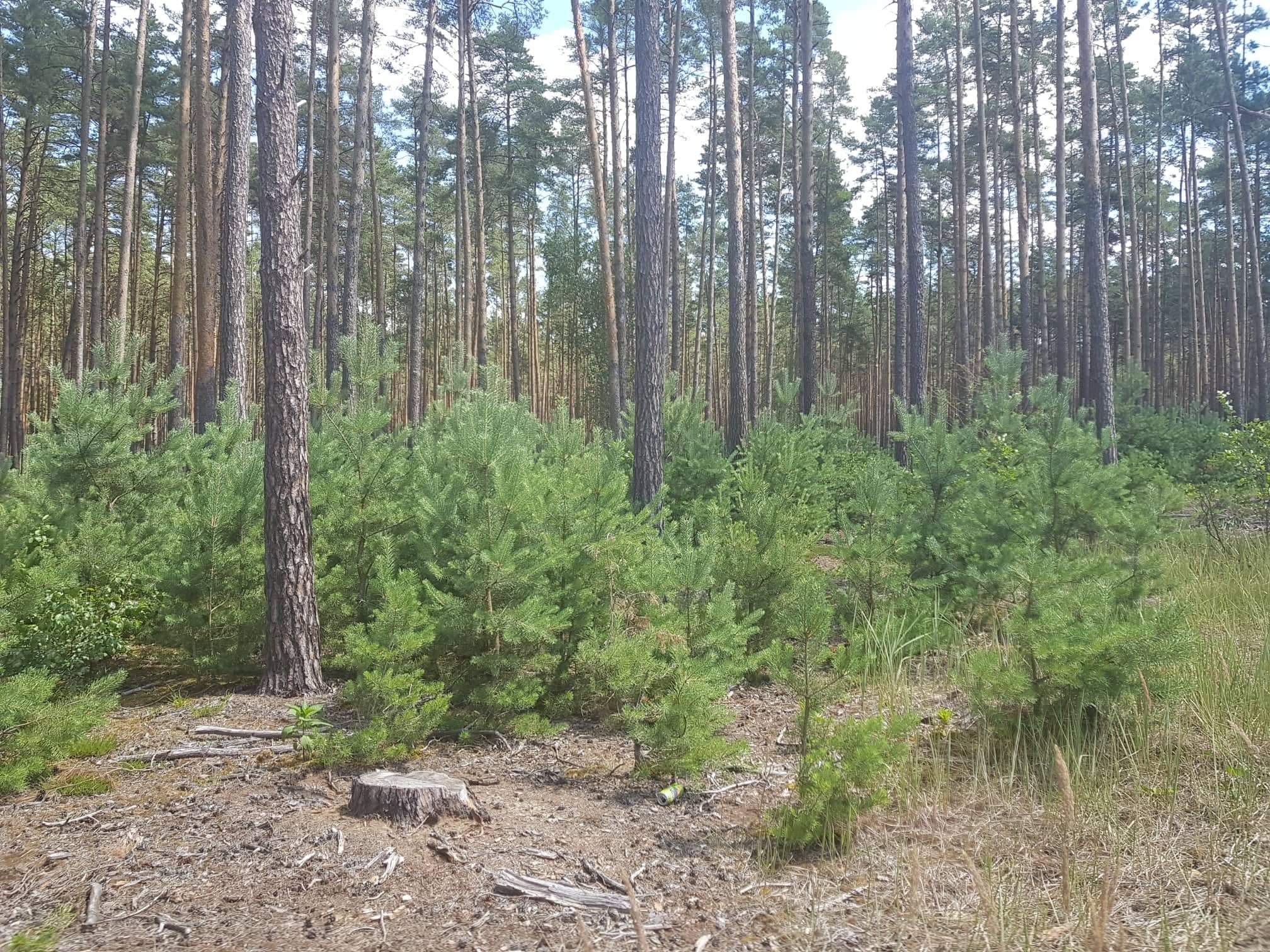 borovicový les borovicový les