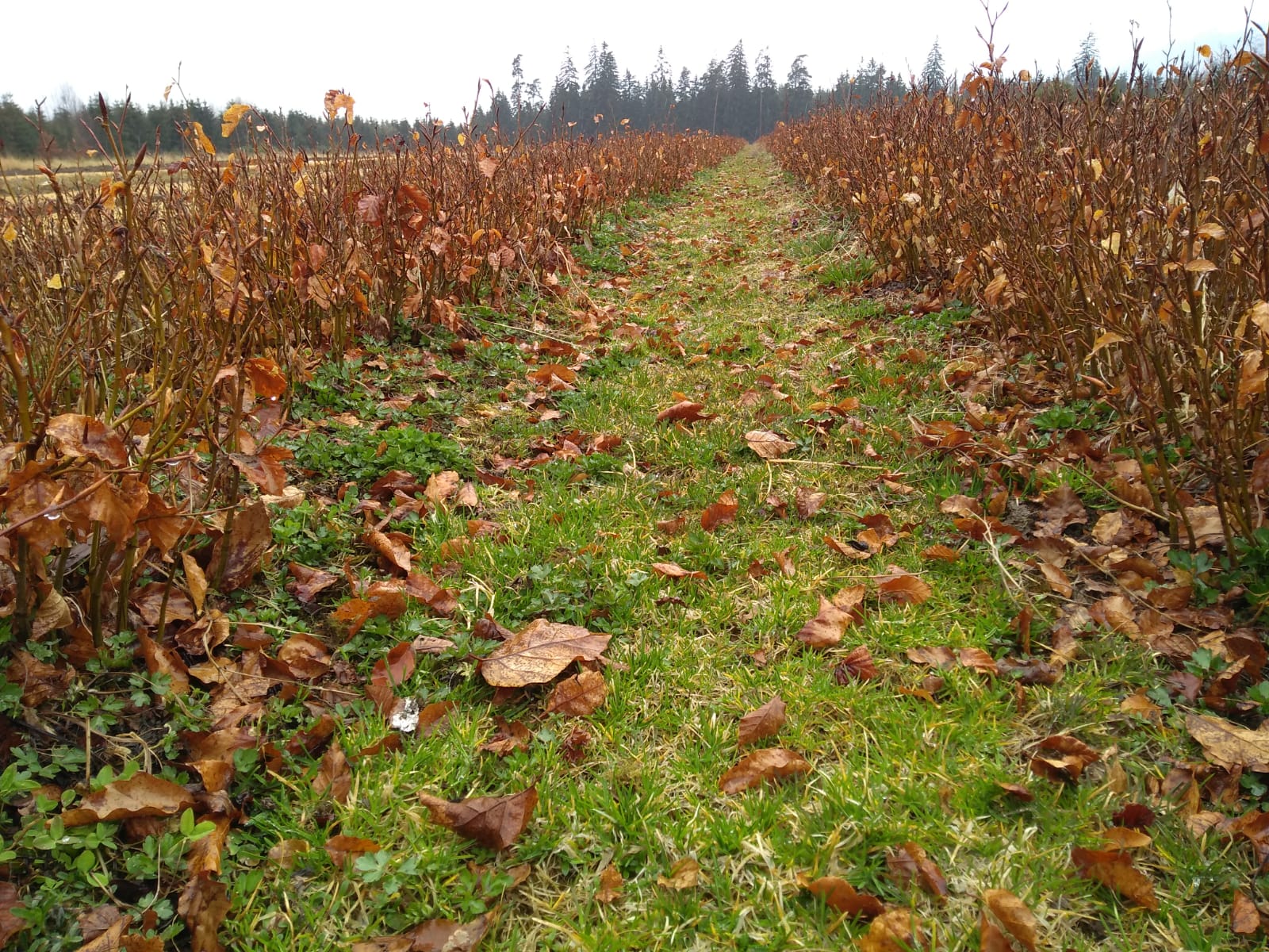 Sadenice buka v lesnej škôlke Sadenice buka v lesnej škôlke