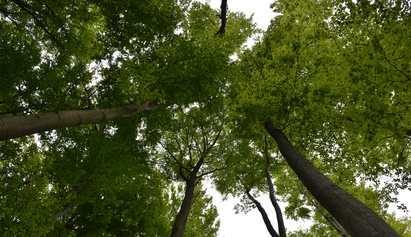 cergov | WebJET CMS Ilustračný obrázok