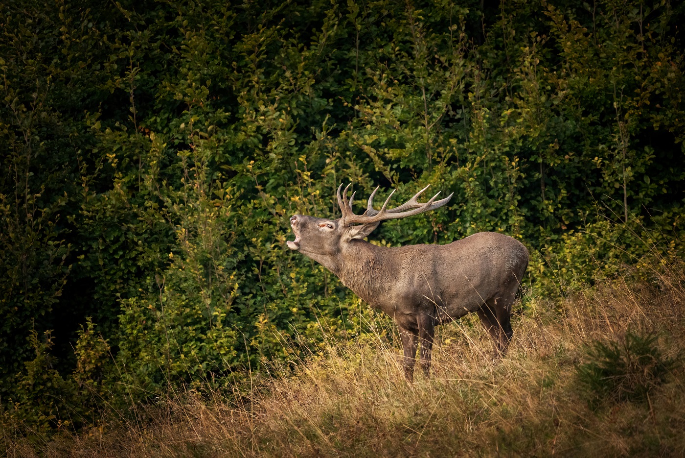 jeleň v lese jeleň v lese