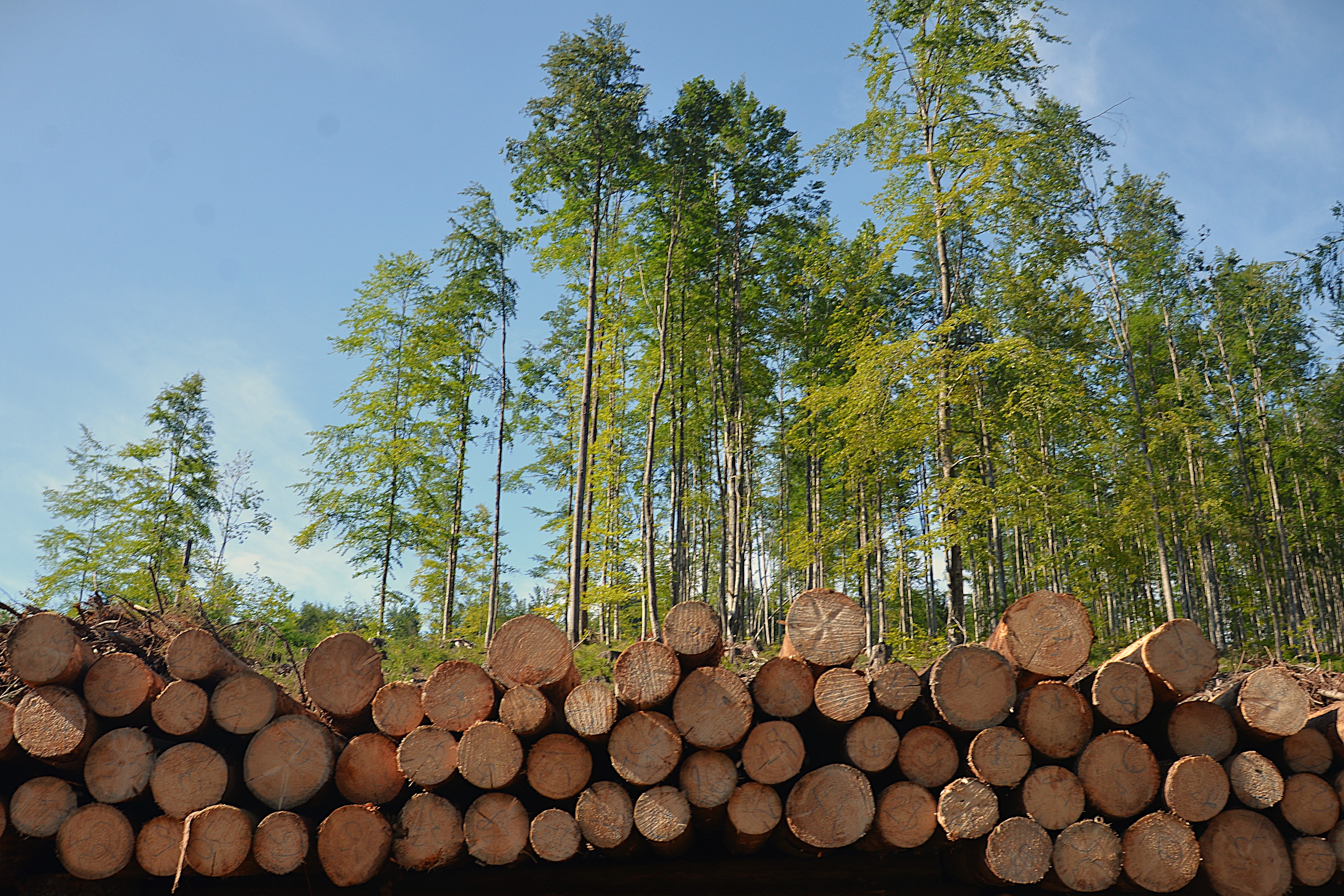 lsr drevo les | WebJET CMS Archív LESY SR