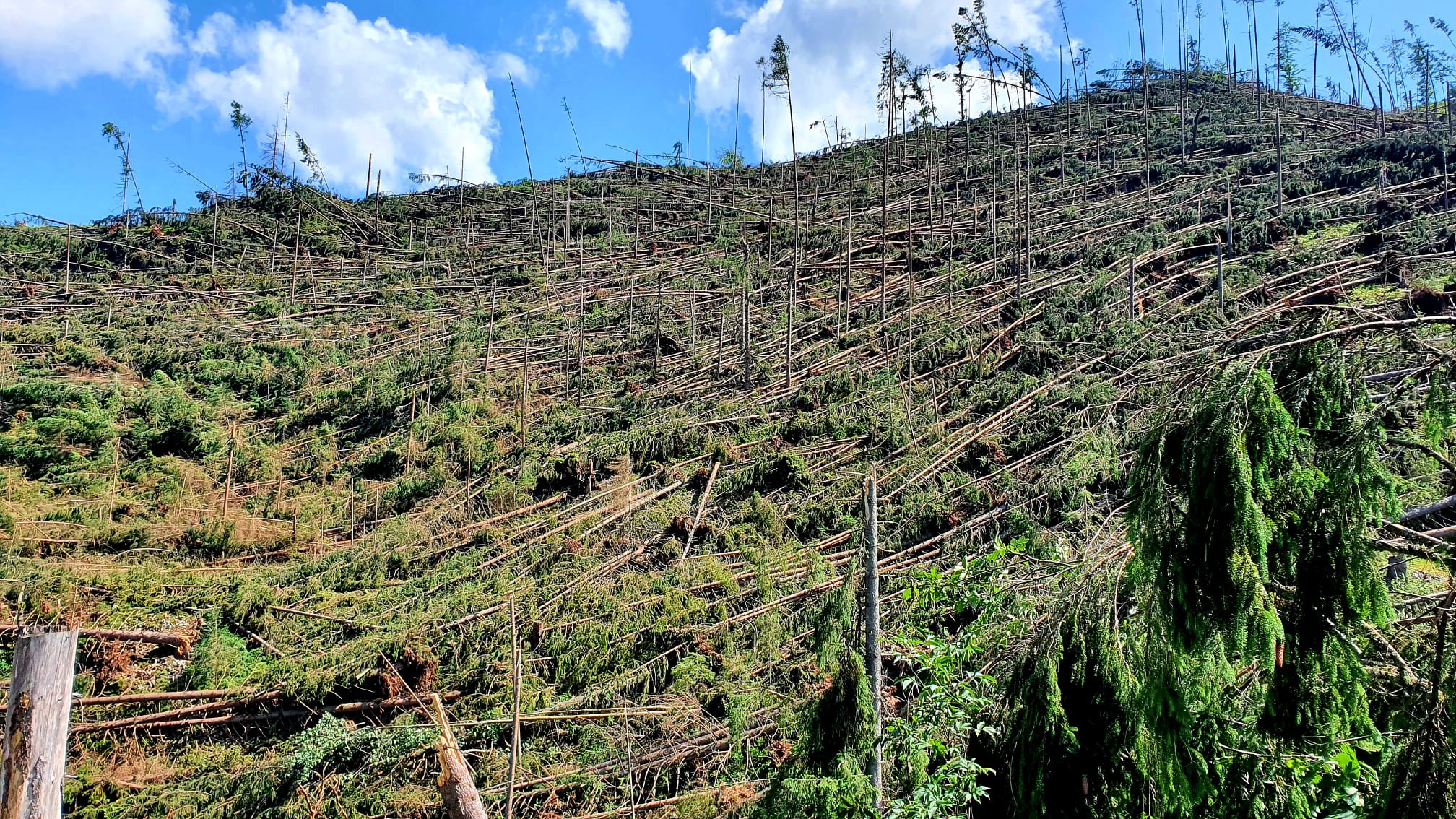 LS Liptovská Teplička kalamita LS Liptovská Teplička kalamita