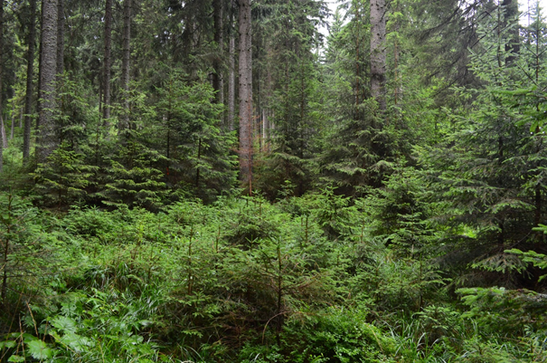 LS Veľká Lúka LS Veľká Lúka